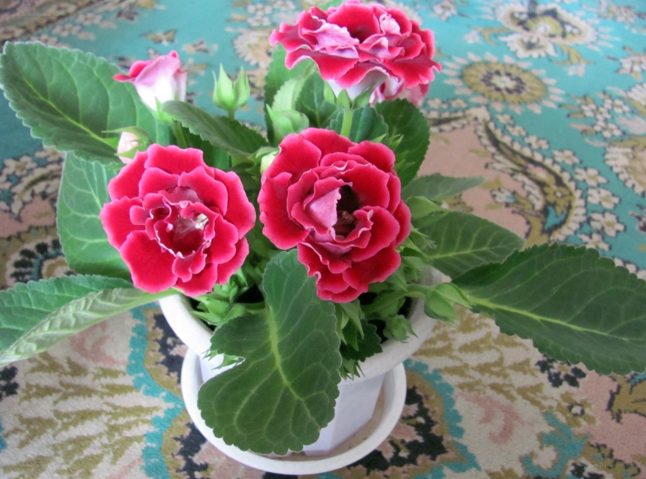 potted pink flowers on rug