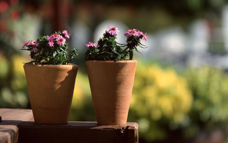 Potted Pink Flowers