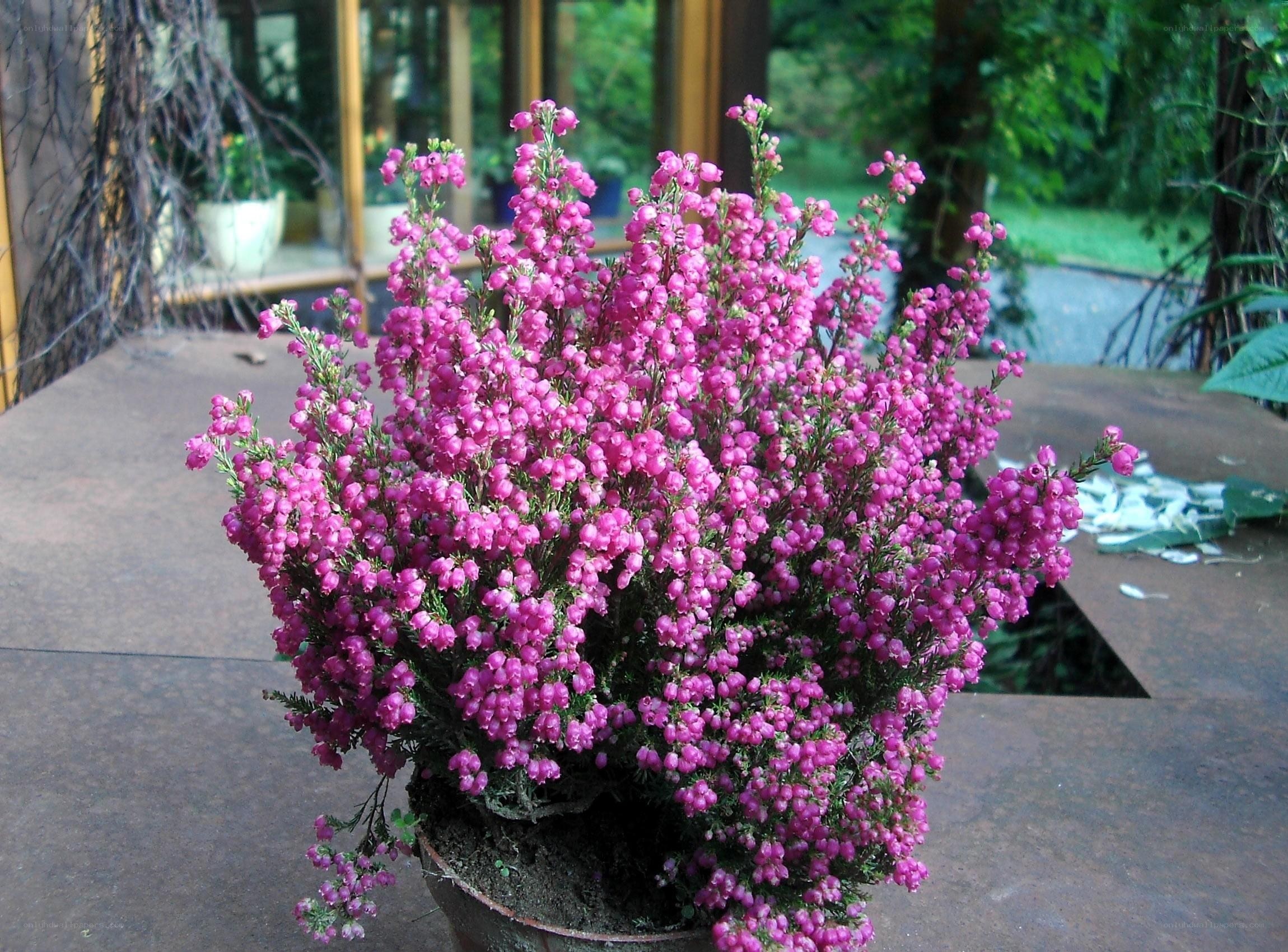 potted pink heather plant