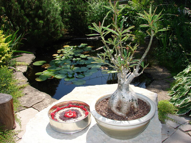 Potted Plant and Dessert