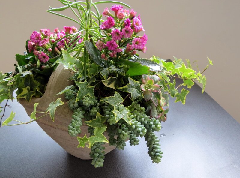 Potted Plant Arrangement — Green, Calm