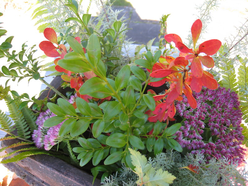 Potted Plant Arrangement