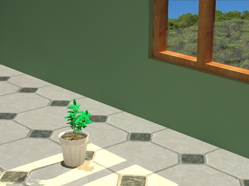 potted plant by window