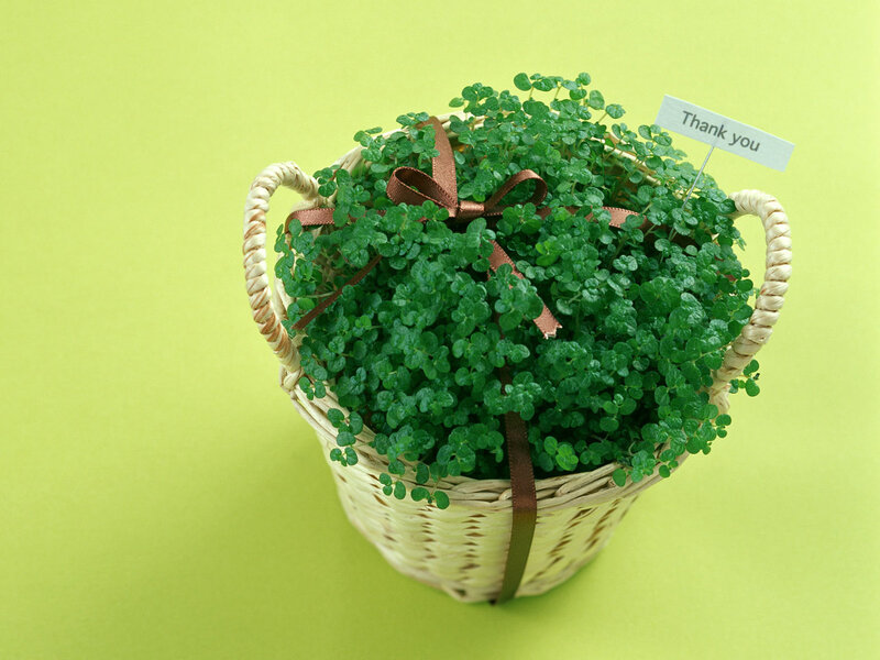 Potted Plant in Basket