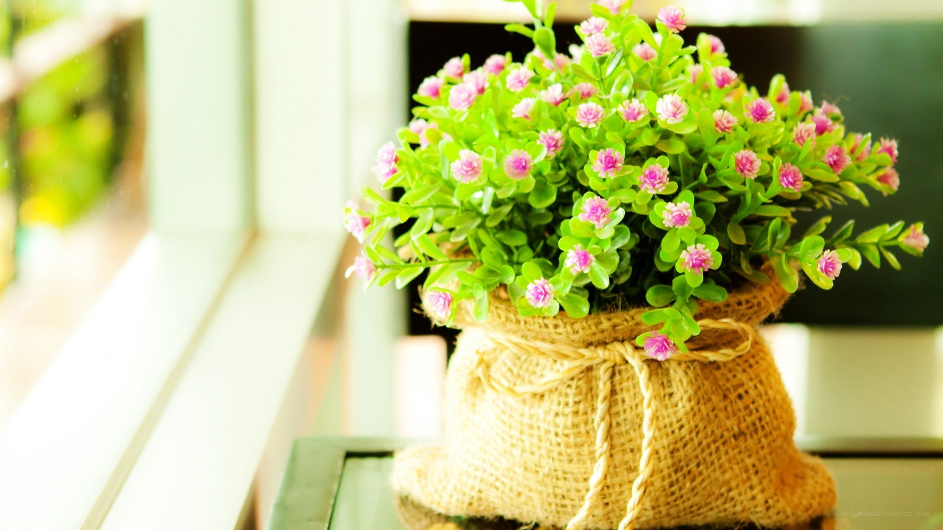 potted plant in burlap sack