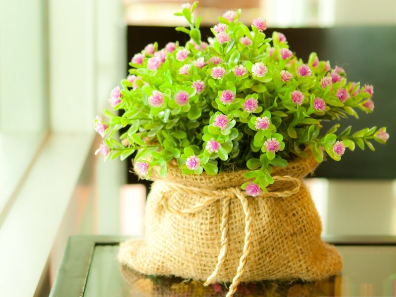 Potted Plant in Burlap Sack — Green, Calm