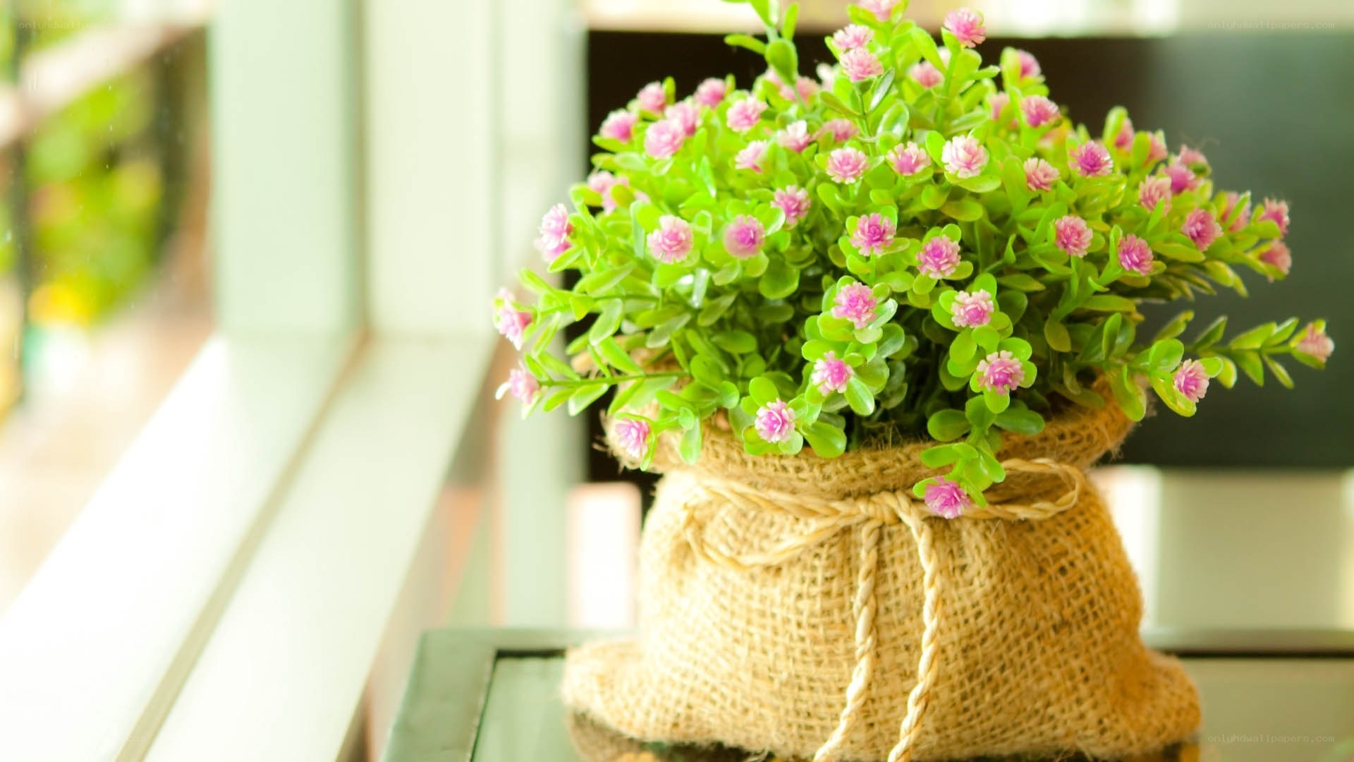 potted plant in burlap sack