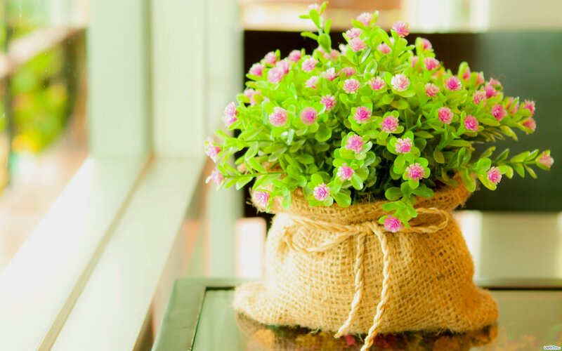 Potted Plant in Burlap