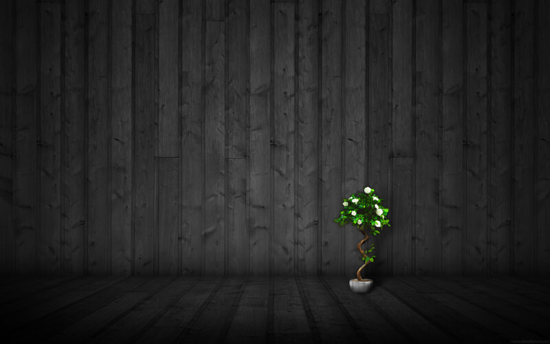 potted plant in dark room