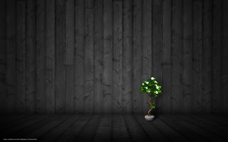 potted plant in dark room