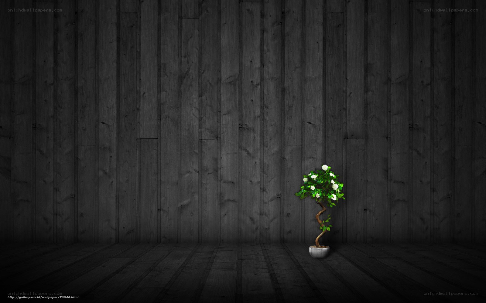 potted plant in dark room