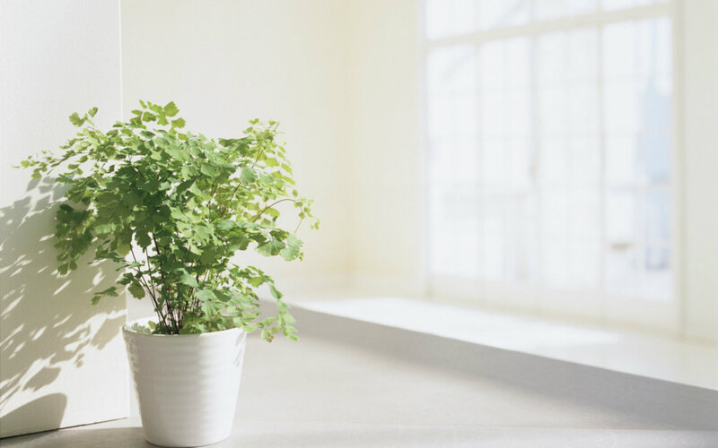 Potted Plant in Sunlight