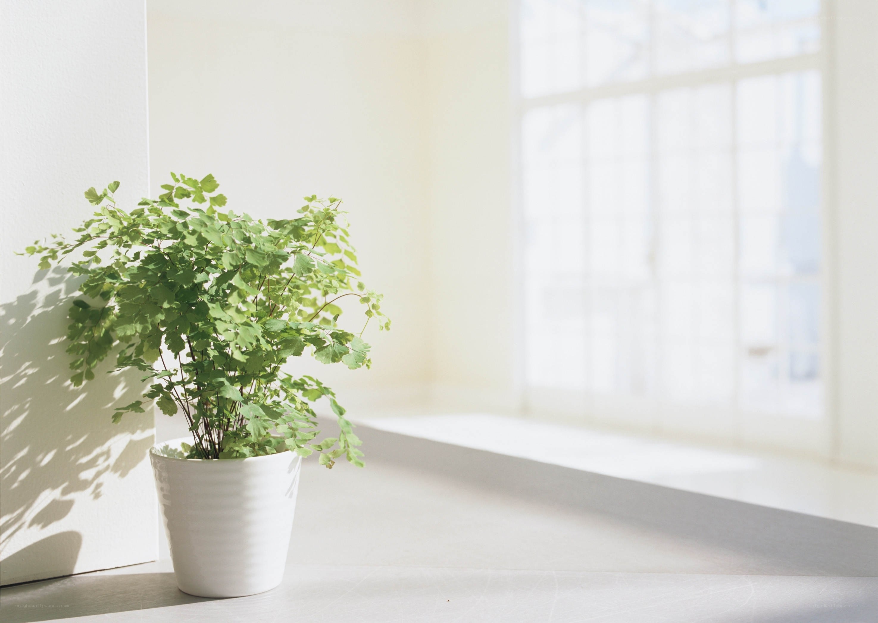 potted plant in sunlit room