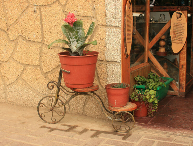 Potted Plant on Cart
