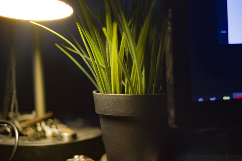 Potted Plant on Desk