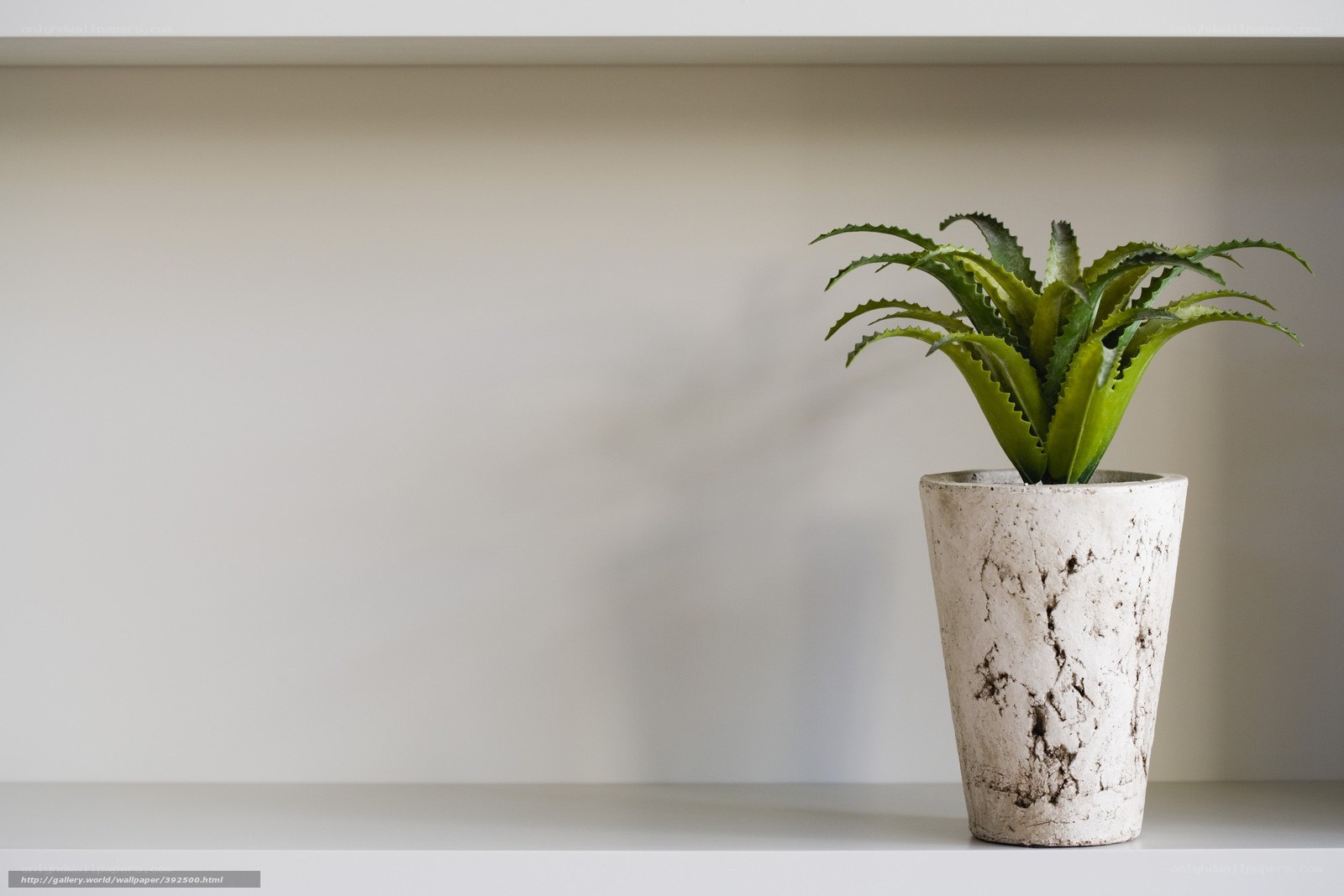 potted plant on shelf