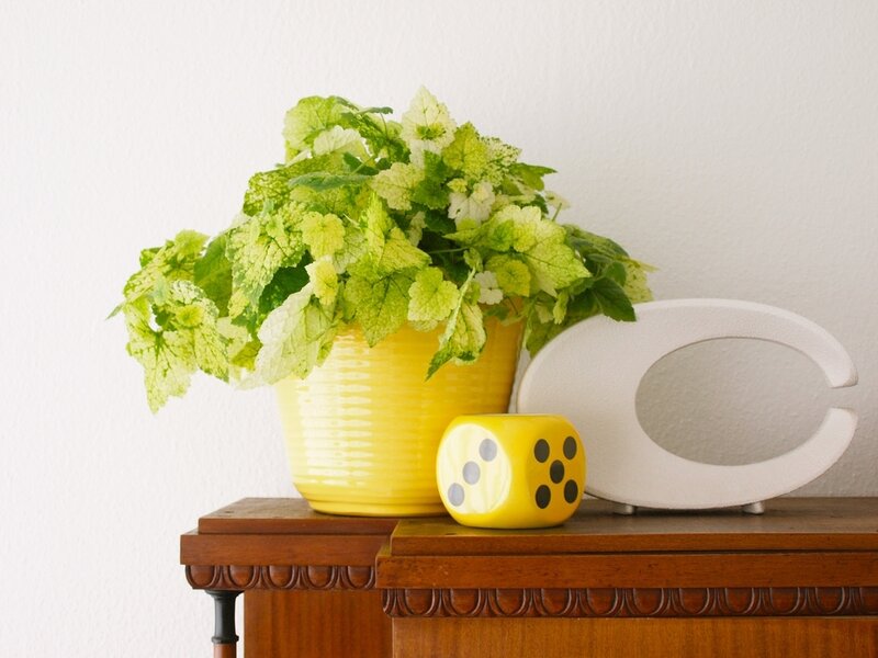 Potted Plant on Table