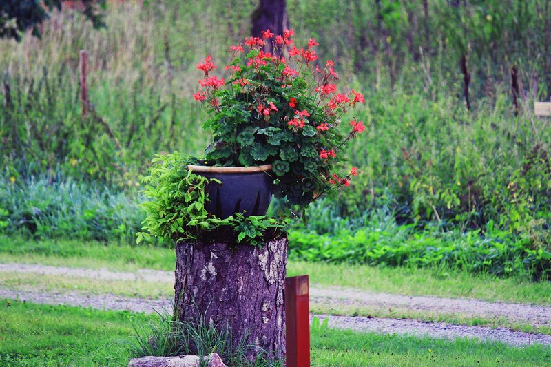 Potted Plant on Tree Stump