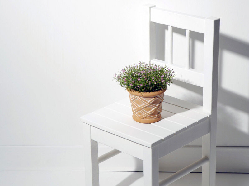 Potted plant on white chair