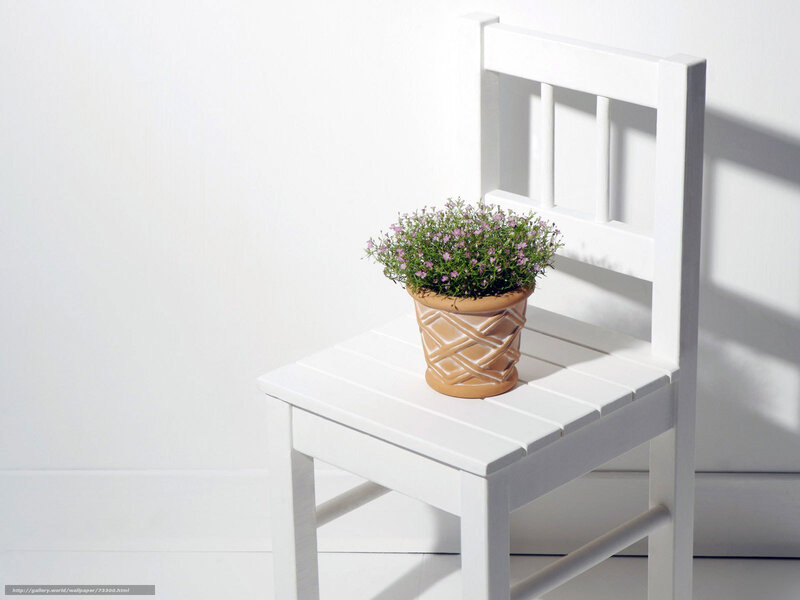 potted plant on white chair