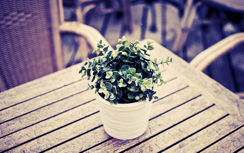 potted plant on wooden table