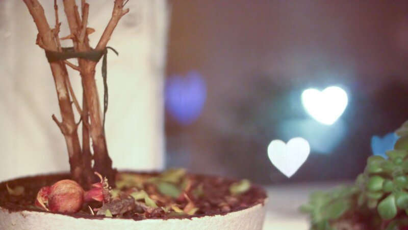 potted plant with heart lights