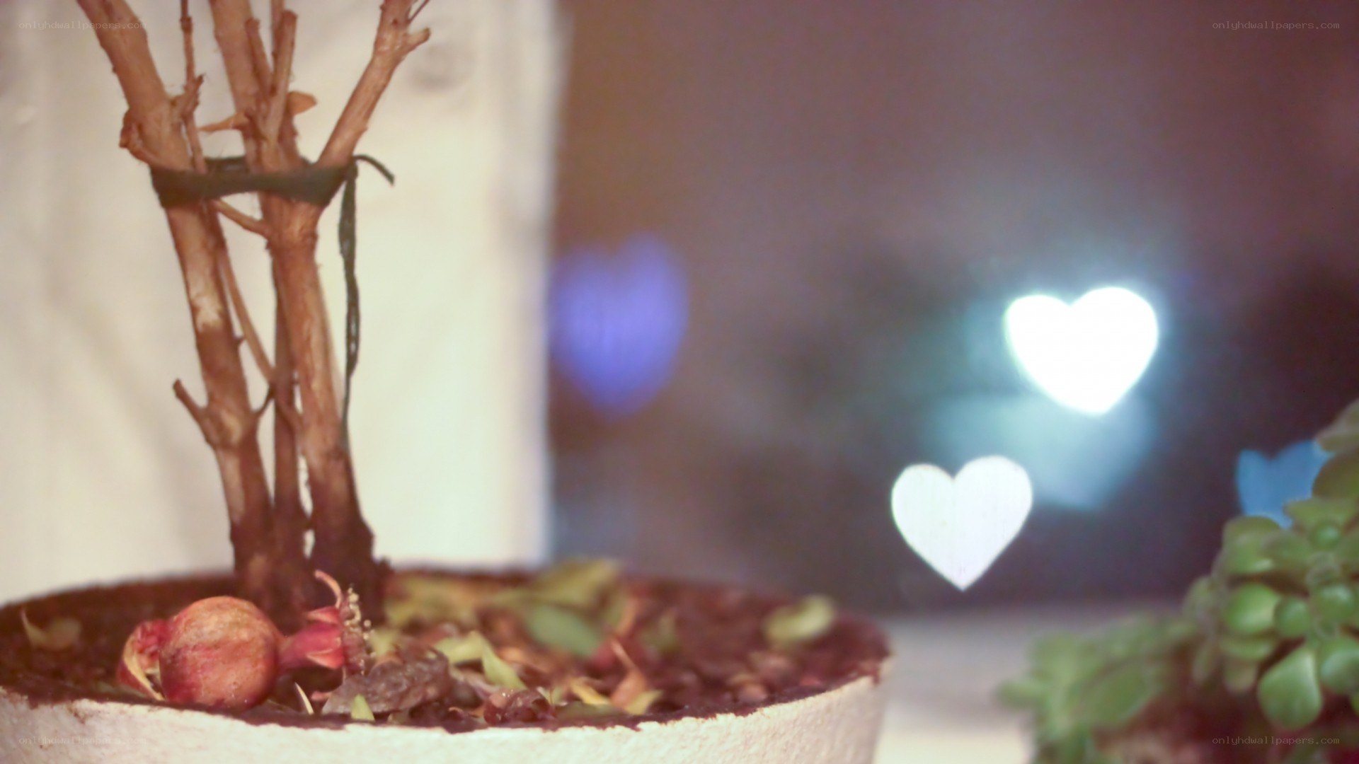 potted plant with heart lights