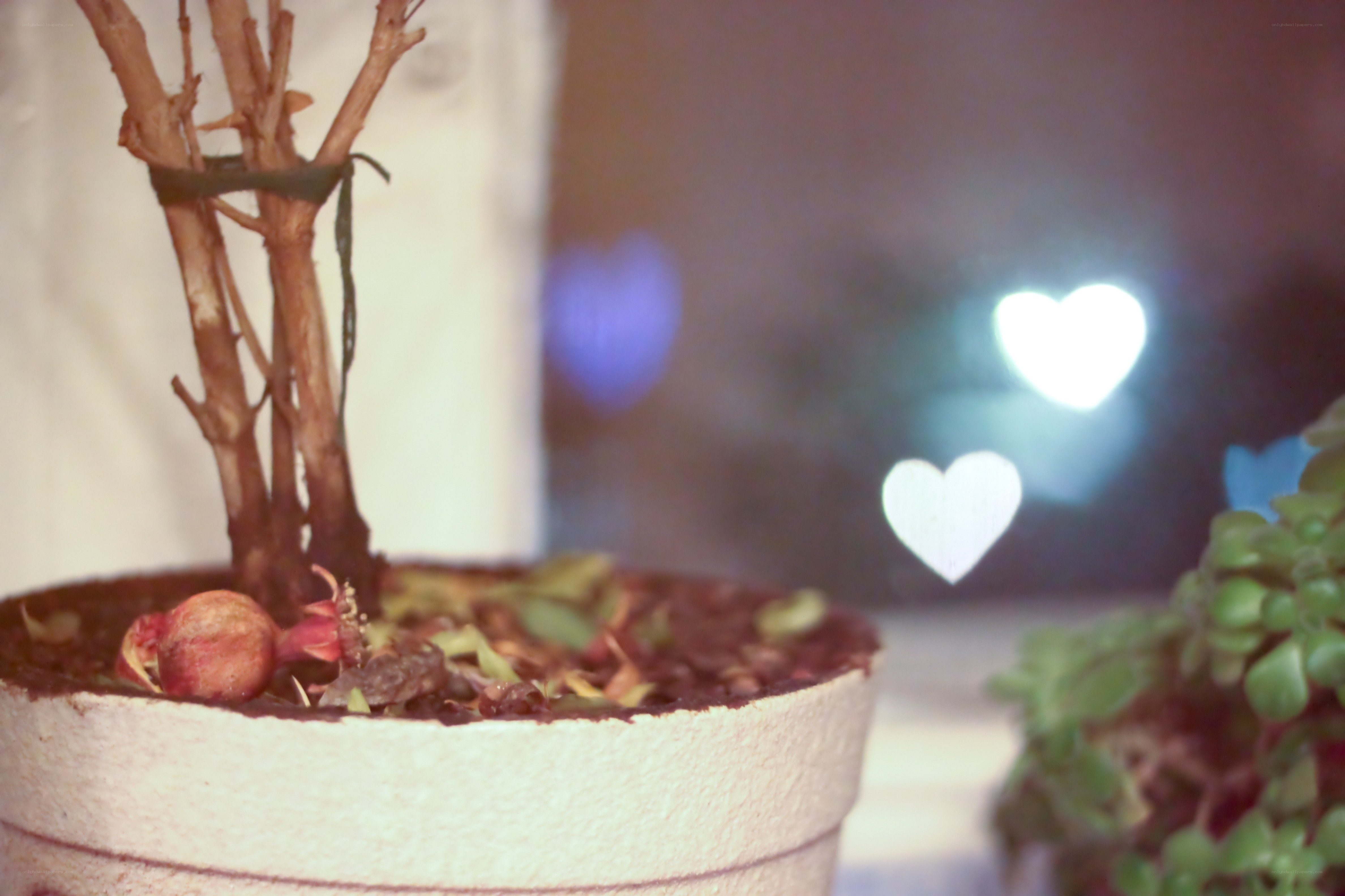 potted plant with heart lights