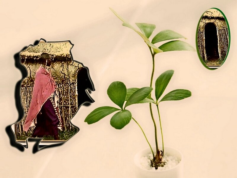Potted Plant with Inset Images