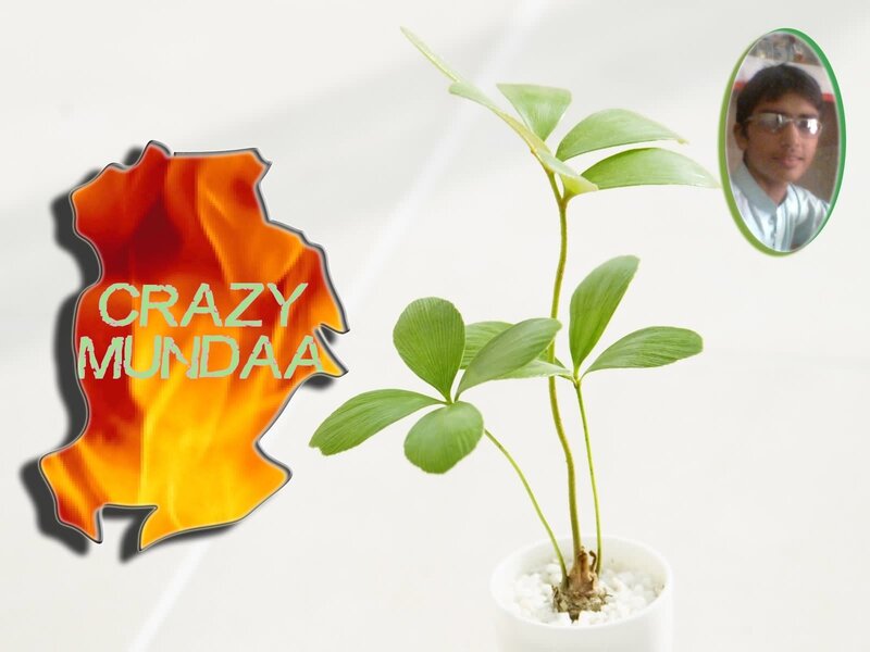Potted Plant with Logo