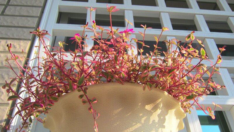 Potted Plant with Pink Flowers — Calm