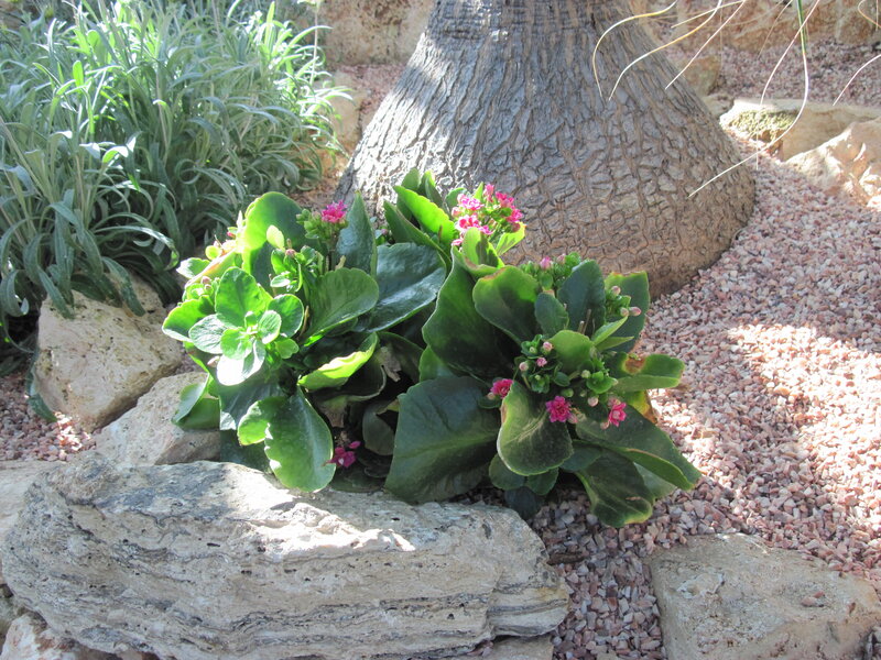 Potted Plant with Pink Flowers — Green