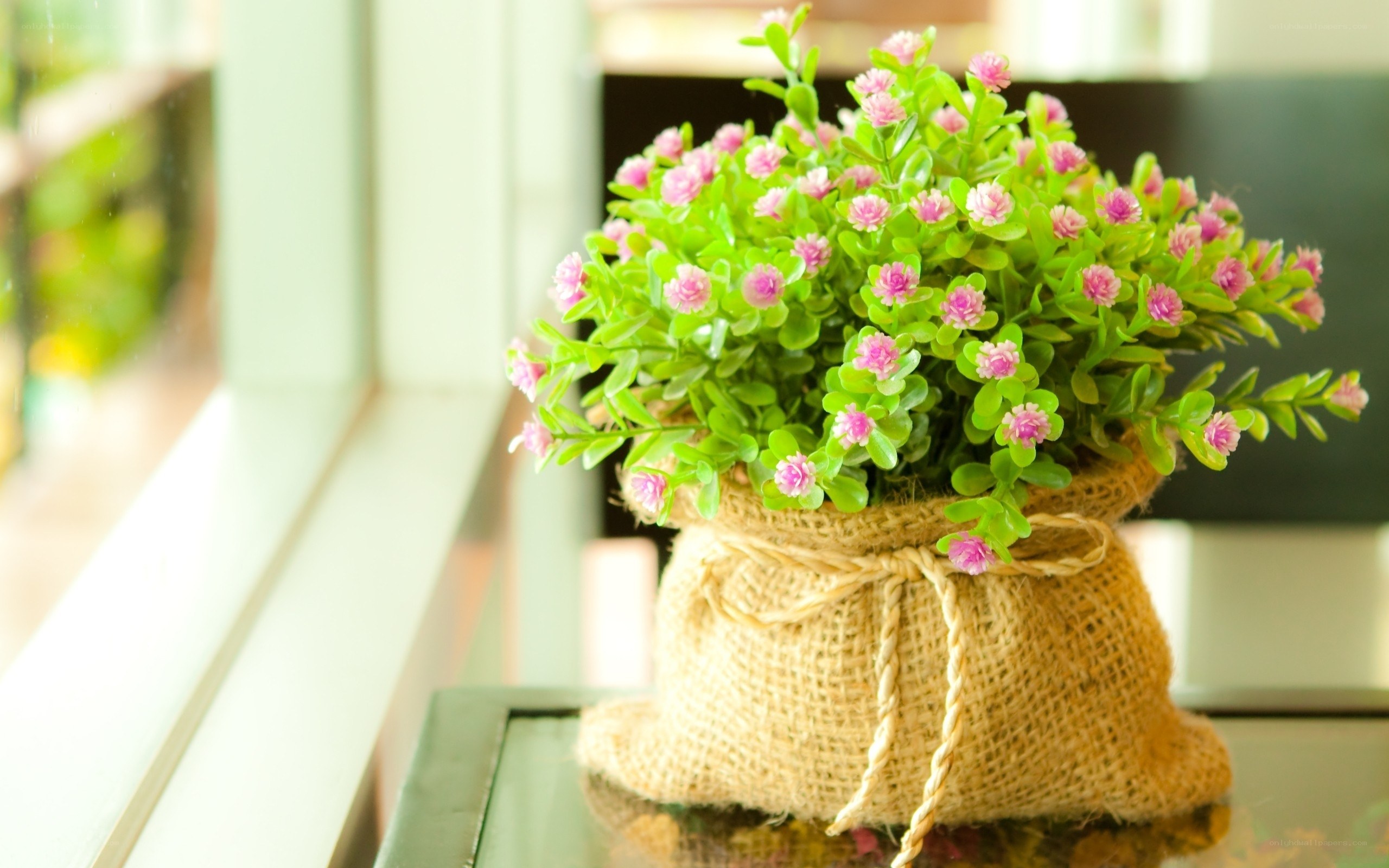 potted plant with pink flowers