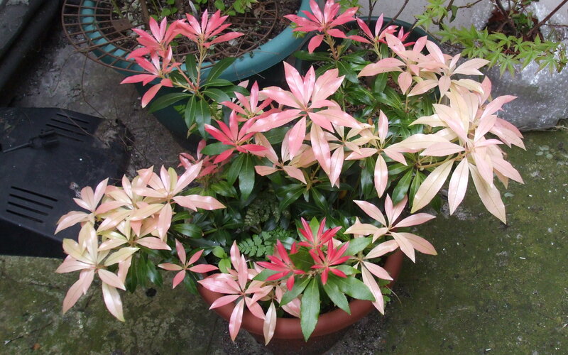 Potted Plant with Pink Leaves
