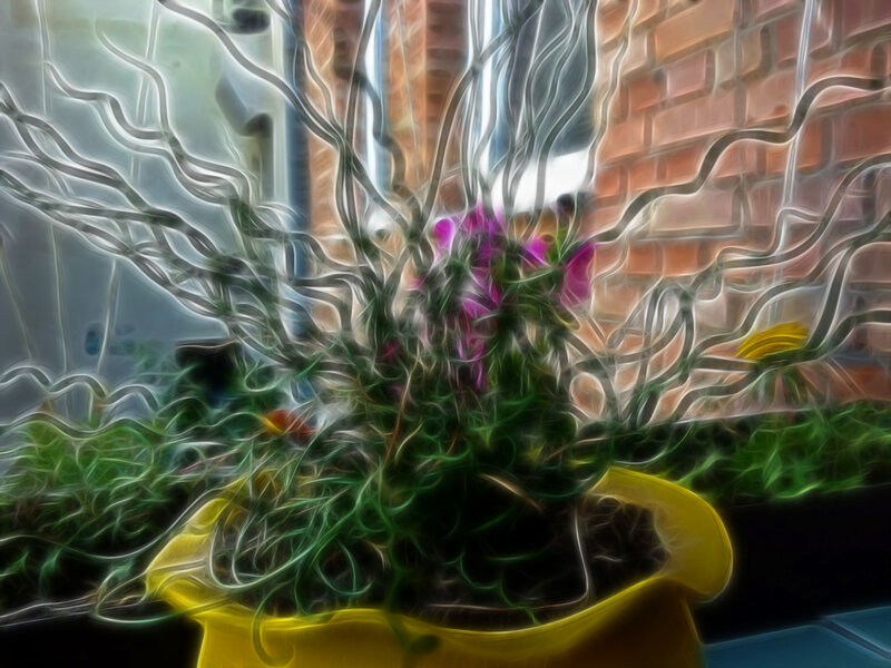 Potted Plant with Purple Flowers