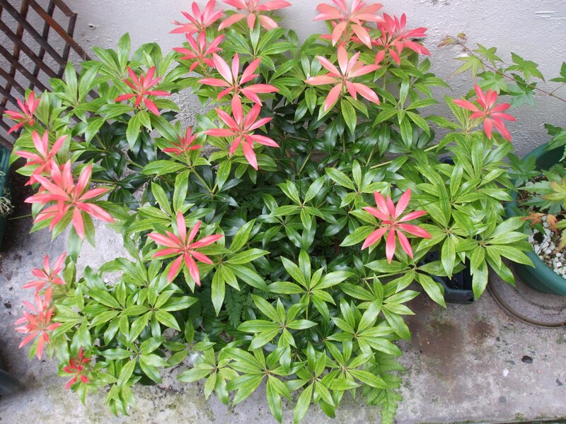 Potted Plant with Red and Green Leaves