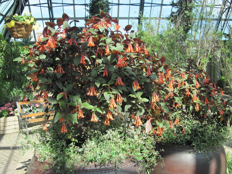 Potted Plant with Red Flowers — Serene