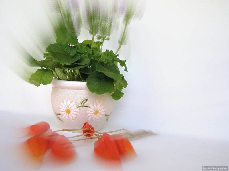 Potted Plant with Red Flowers