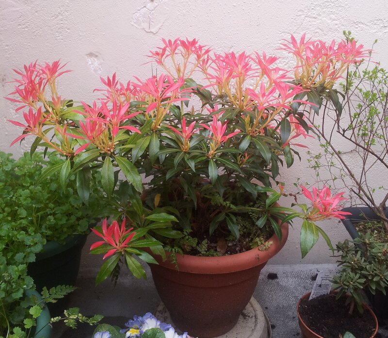 Potted Plant with Red Leaves