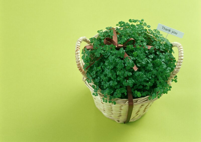 potted plant with thank you tag