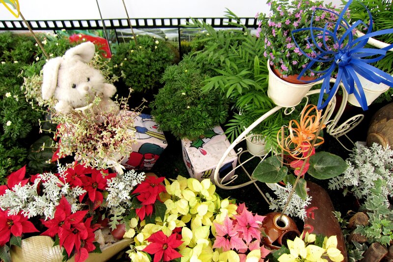 Potted Plants and Stuffed Animal