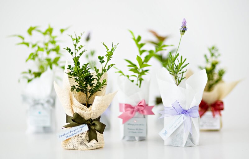 Potted Plants as Favors