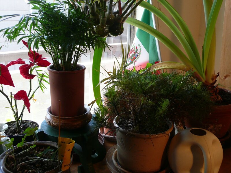 potted plants by a window