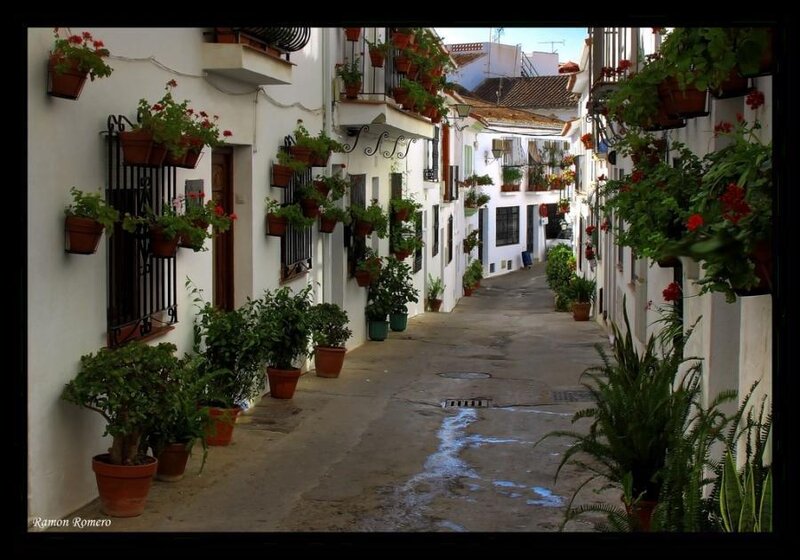 Potted Plants in Alley