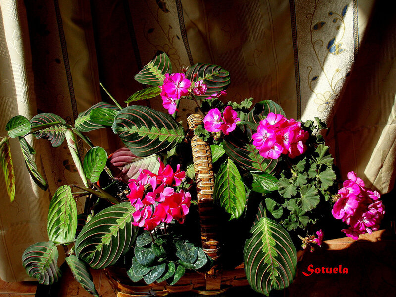 Potted Plants in Basket