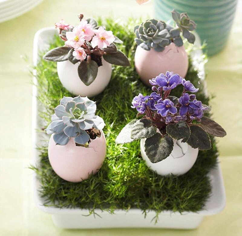 Potted Plants in Egg Shells
