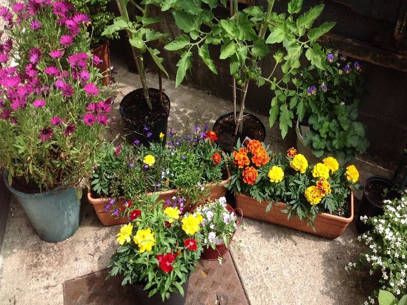 Potted Plants in Garden — Green, Calm, Afternoon, Photograph, Flowers, Tomato Plants