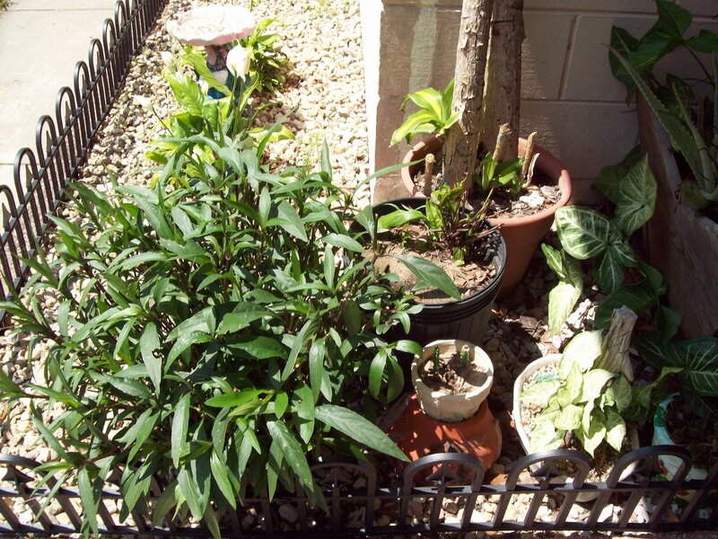 Potted Plants in Garden — Green, Calm, Afternoon