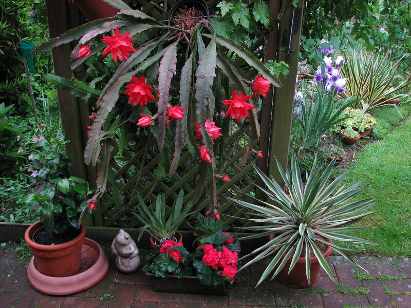 Potted Plants in Garden — Green, Serene