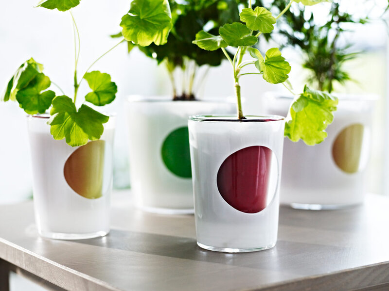 Potted Plants in Glass Vases